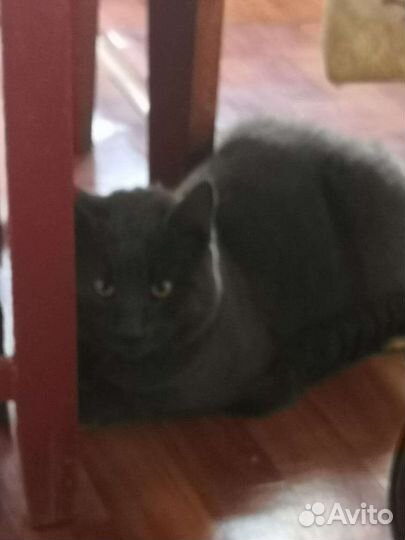 Котик брошен в деревне