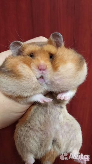 Красивые сирийские хомячки питомниковые
