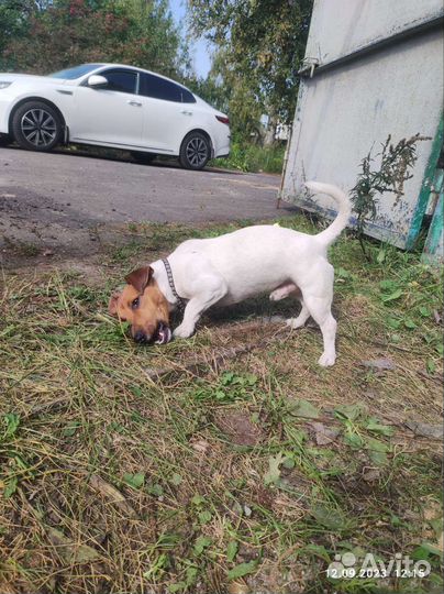 Собака Джек Рассел терьер