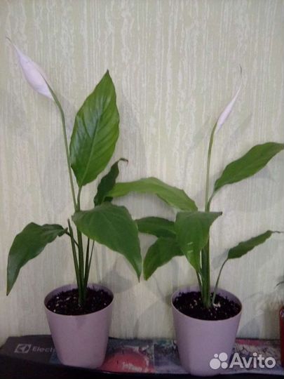 Спатифиллум, сингониум, алоказия