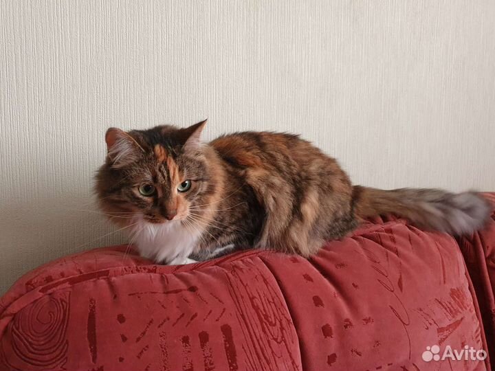 Кошка в добрые руки бесплатно