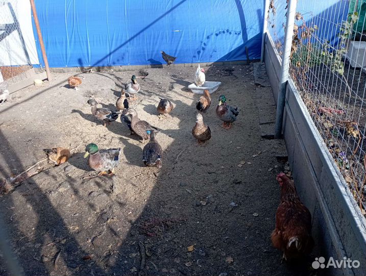 Цыплята утята перепелята индоутята яйцо