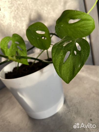 Монстера Манки Маск