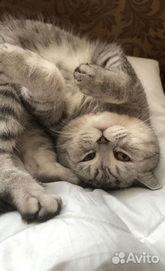 Котик шотландец для вязки