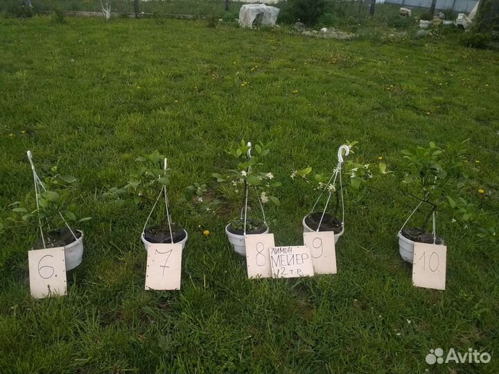 Сортовой Лимон Мейер. Цитрусовые в Севастополе