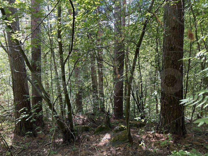 Участок 22 сот. (ИЖС)