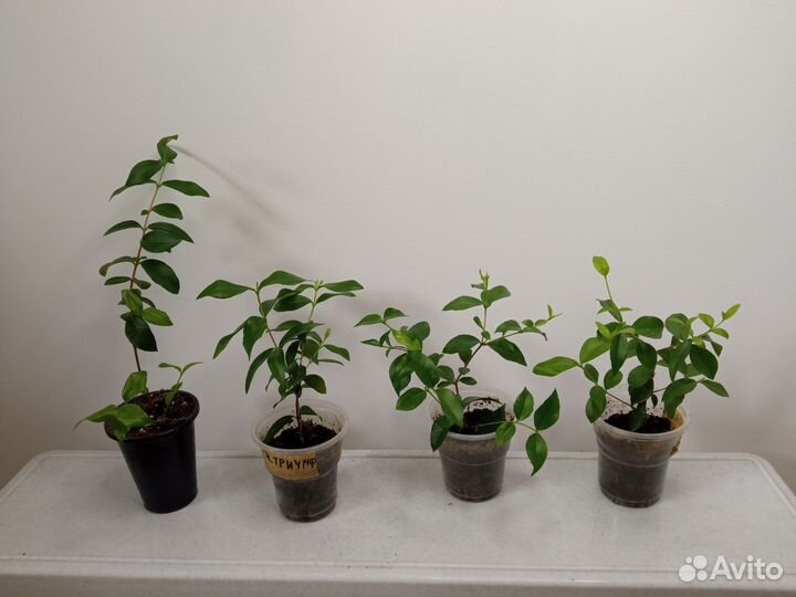 Бегония, мирт и др