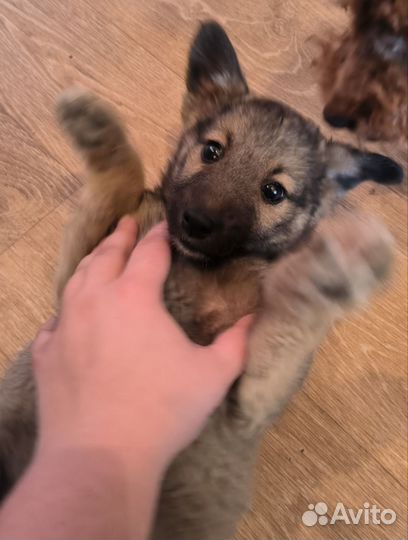 Щенок в дар