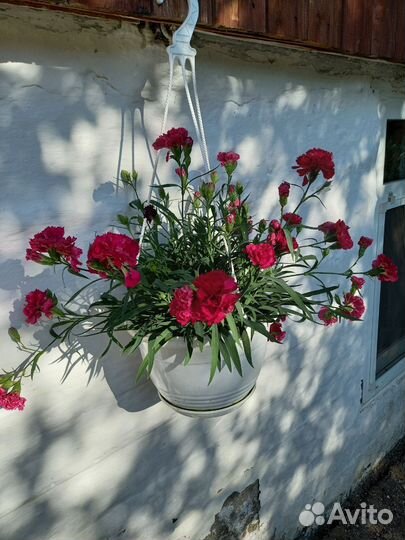 Гвоздика ампельная