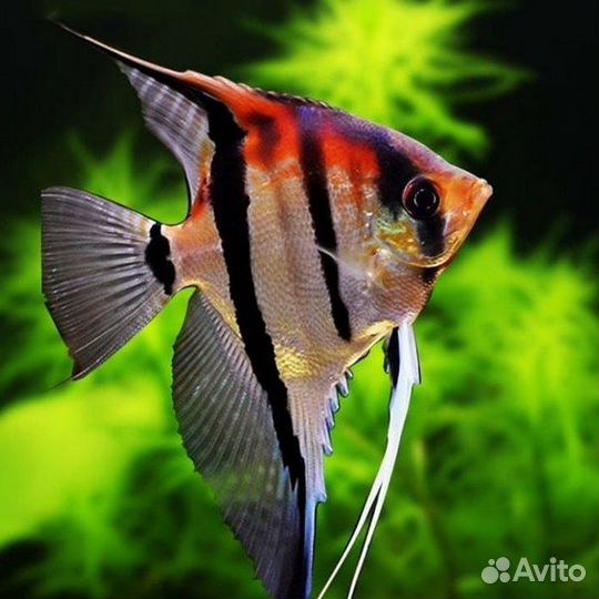 Аквариумные рыбки, аксолотли, карпы кои