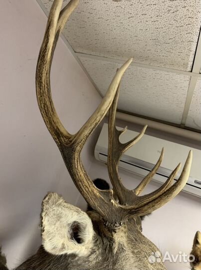 Чучело благородного оленя