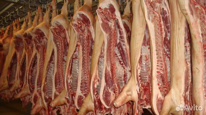 Свежее мясо свинина