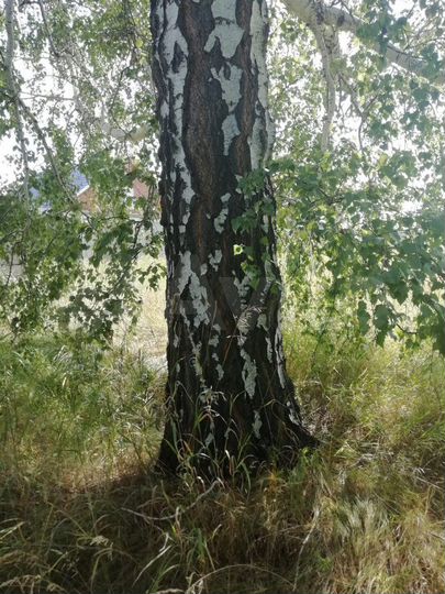 Участок 11 сот. (ИЖС)