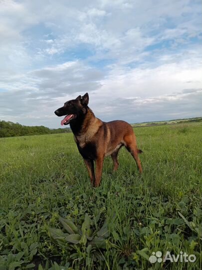 Вязка собак бельгийская малинуа