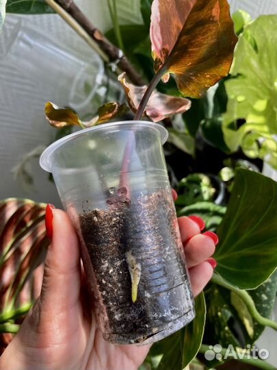 Сингониум клубничный лёд гелекси