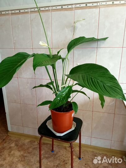 Спатифиллум