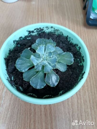 Комнатные растения цветы