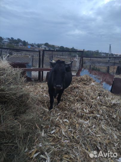 Корова дойная