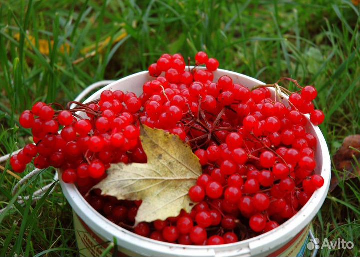Калина красная