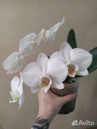 Орхидея