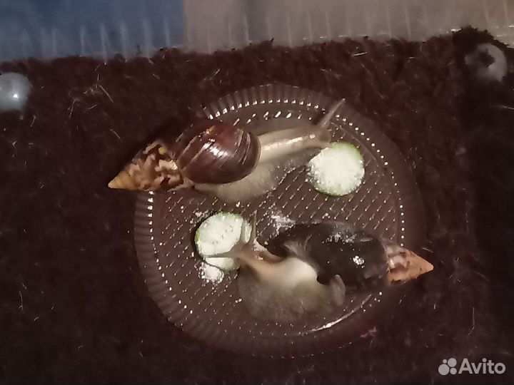 Улитки ахатины