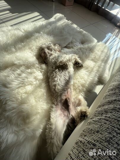 Вязка собак кокапу