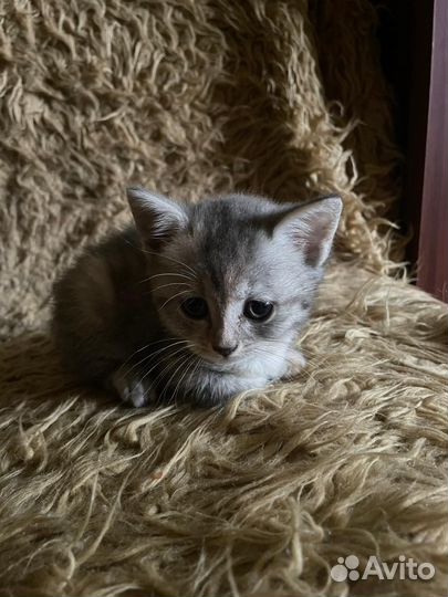 Котята в добрые руки даром