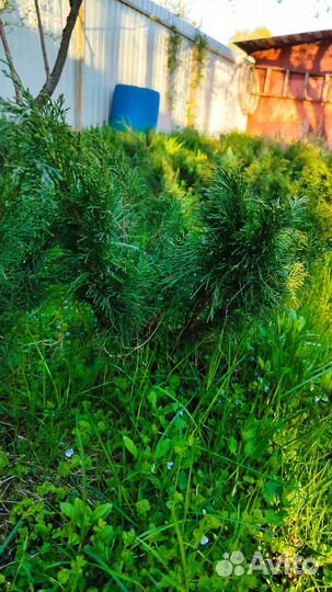 Можжевельник