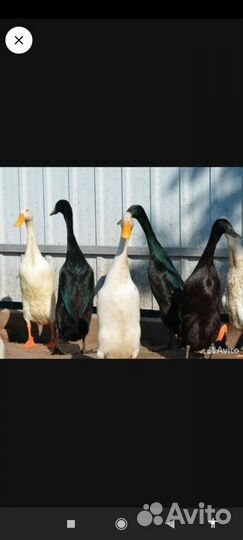 Утки индийский бегунок