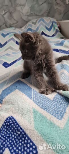 Кошка в дар