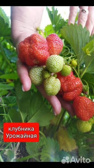 Саженцы клубники, малины