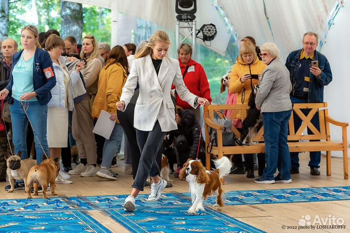 Предлагается К вязке Кавалер Кинг Чарльз Спаниель