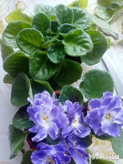 Комнатные цветы