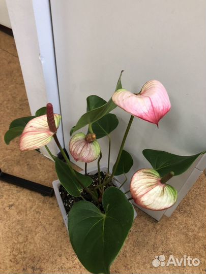 Антуриум Принцесса Амалия Элеганс