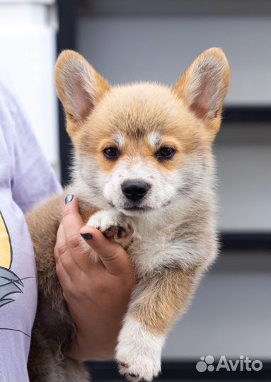 Щенок корги мальчик