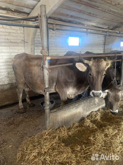 Коровы дойные молочные