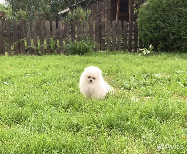 Белый мальчик micro