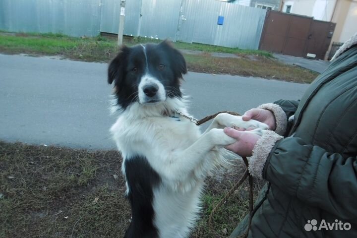 Красивый пес Патрикс ищет дом