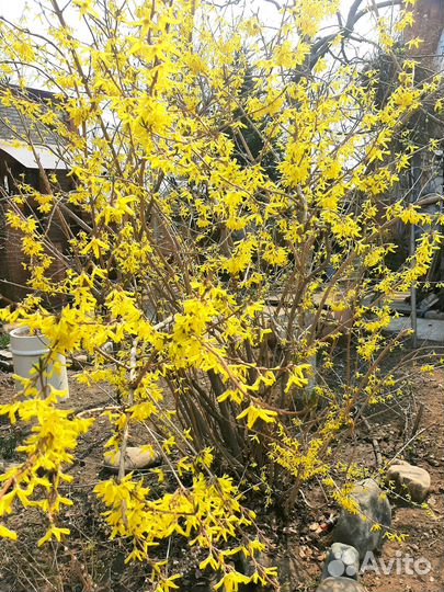 Саженцы декоративные