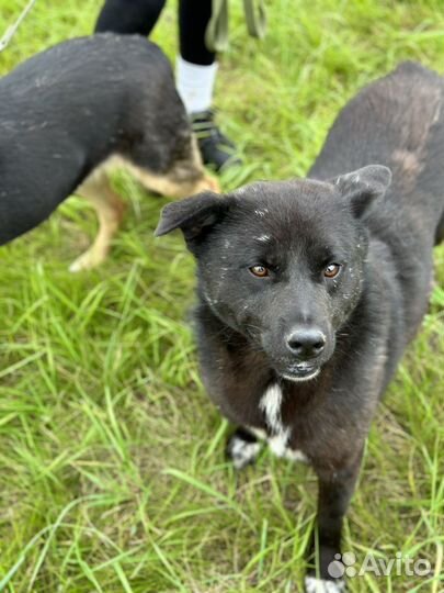 Трюфель. Комочек счастья пропадает в приюте