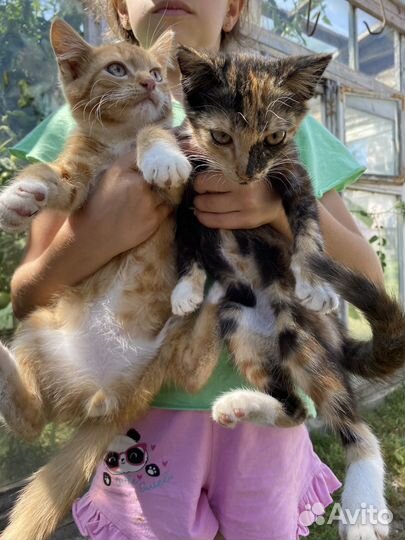 Кошка в дар