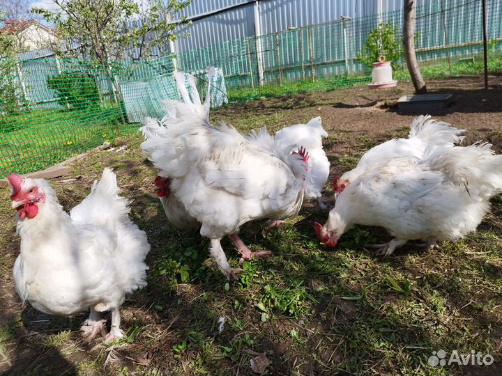 Куры Мехеленская кукушка и петушок Леггорн