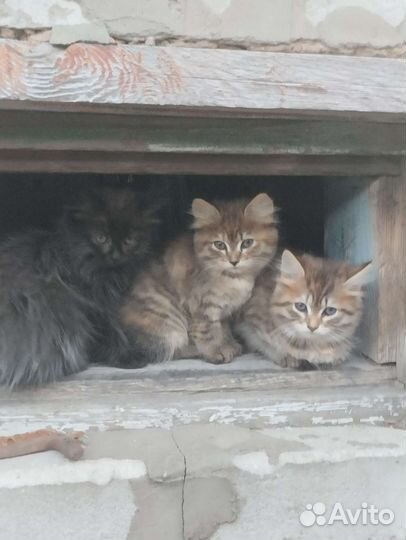 Кошка в дар бесплатно