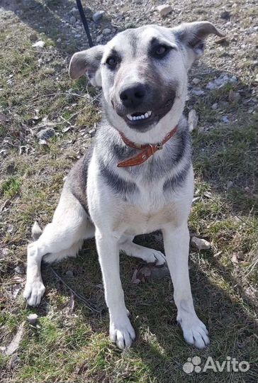 Собака подросток в добрые руки