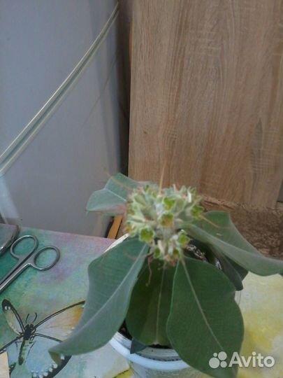 Метросидерос