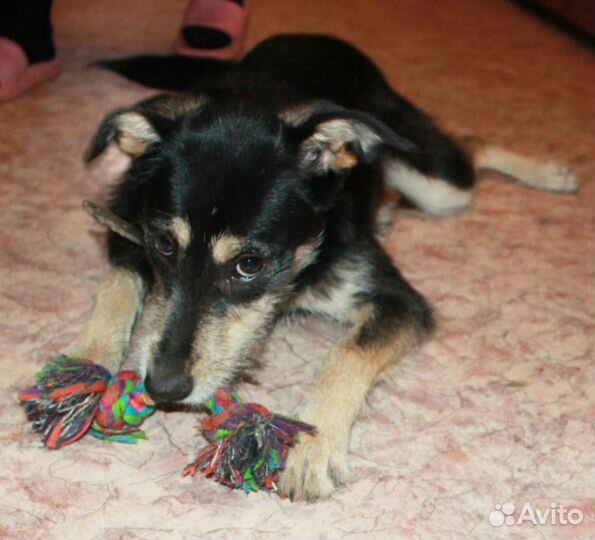 Собачка метис небольшая