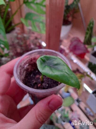 Алоказии (детки)