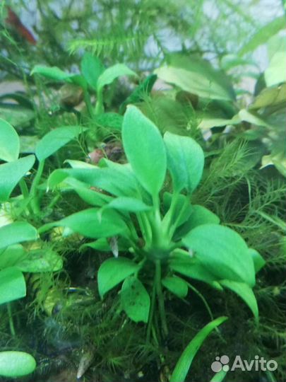 Растения в аквариум