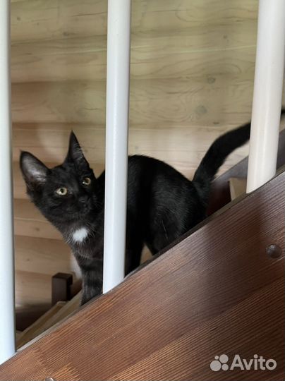 Котята в дар. Окрас черный дым