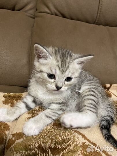 Котята